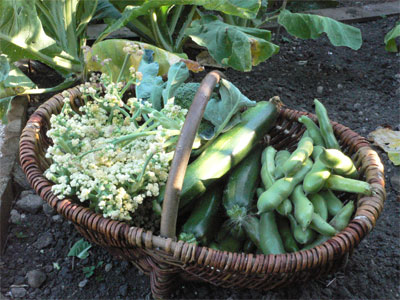 basketofveggies.jpg